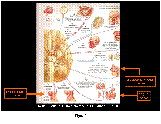 cranial nerves